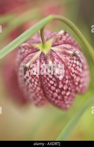 Frühlingsblume Nahaufnahme Foto der Blume den karierten Kopf einer Schlange s Kopf Fritillary Fritillaria meleagris Stockfoto