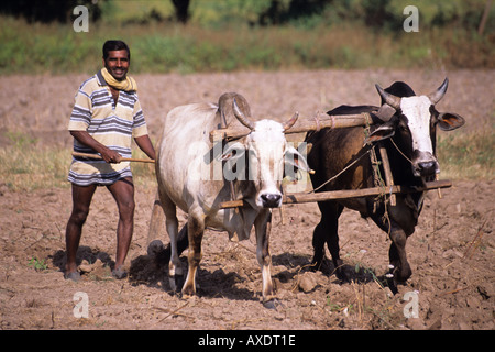 Landwirt Pflügen Feld in der Nähe von Khajuraho, Indien Stockfoto