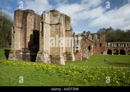 Frühling-Narzissen umgeben die Ruinen der Abtei Furness in Cumbria Stockfoto