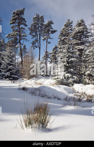 Eine schottische ländliche Winter schneebedeckte Landschaft; Nadelwald, Bäume und Schneefeld, Cairngorms National Park Scotland UK Stockfoto