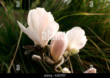 MAGNOLIA X LOEBNERI MERRILL AGM Stockfoto