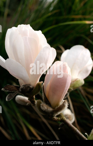 MAGNOLIA X LOEBNERI MERRILL AGM Stockfoto