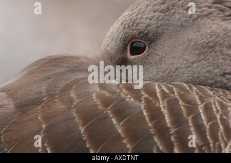 Graugans Gans Anser Anser hautnah beim Schlafplatz Gloucestershire Januar 2008 Stockfoto