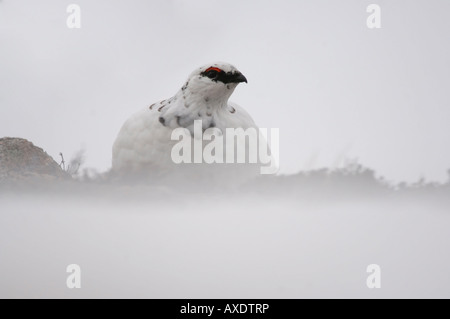 Schneehühner Lagopus Mutus Männchen im Winterkleid Schottland Februar Stockfoto