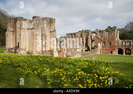 Frühling-Narzissen umgeben die Ruinen der Abtei Furness in Cumbria Stockfoto