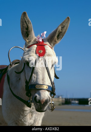 Porträt von Rosie der Esel, auf dem Strand, Blackpool, Lancashire, England, UK. Stockfoto