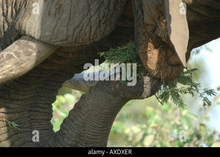 Eine Nahaufnahme von einem afrikanischen Elefanten Mund als es ernährt sich von Akazienblätter Stockfoto