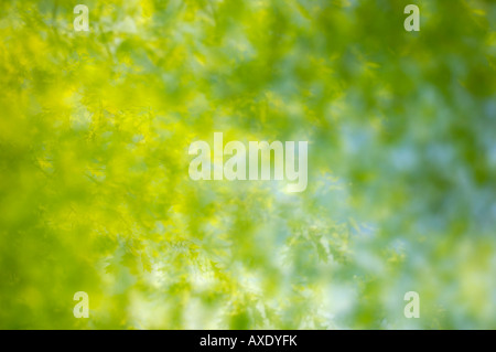 Stieleiche (Quercus Robur) Stockfoto