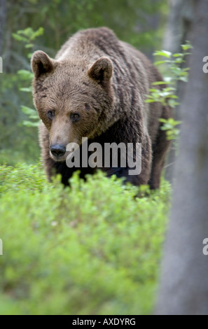 Männliche Braunbären peering aber Bäume in Finnland Wald Stockfoto