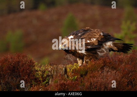 Steinadler Aquila Chrysaetos thront auf Baumstumpf Schottland Februar gefangen Stockfoto