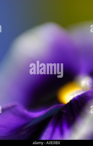 Blüten von Viola (Viola Tricolor Hortensis), detail Stockfoto