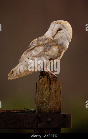 Schleiereule (Tyto Alba) aufrecht sitzend auf Post, Schottland, Februar, Stockfoto