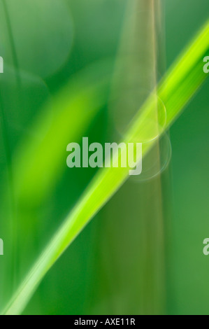 Schilf (Phragmites Australis) Stockfoto