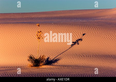 Seife Baum Yucca wächst in Gips-Sand-Dünen. Stockfoto