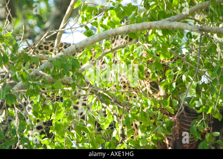 Ein Leopard Fütterung auf eine Impala Kadaver hoch oben in den Baumkronen versteckt hinter dem Laub Stockfoto