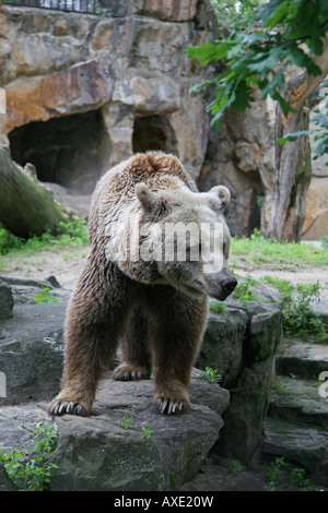 Ein Braunbär im Berliner Zoo, Deutschland. Stockfoto