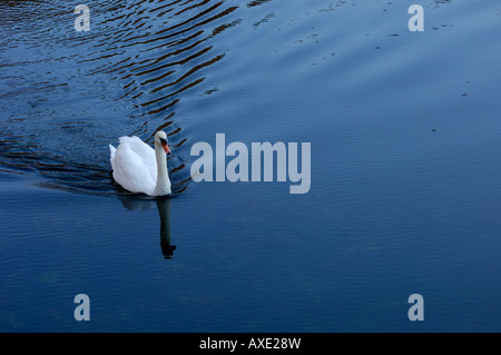 Deutschland, Baden-Württemberg, Donau, Schwimmen Höckerschwan Stockfoto