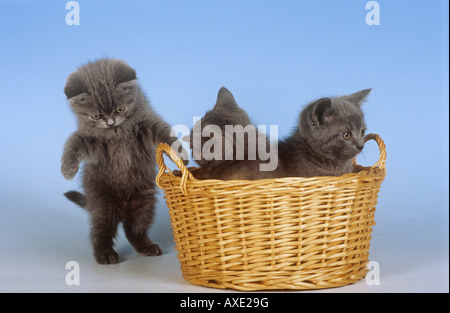 Kartäuserkatze. Drei Kätzchen in und neben einem Rücken. Studiobild vor blauem Hintergrund Stockfoto