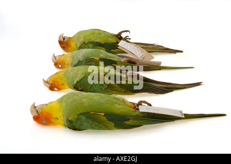 Ausgestorbener Vogel, Conuropsis Carolinensis, Carolina Parakeet, Yale Peabody Museum Sammlung Stockfoto