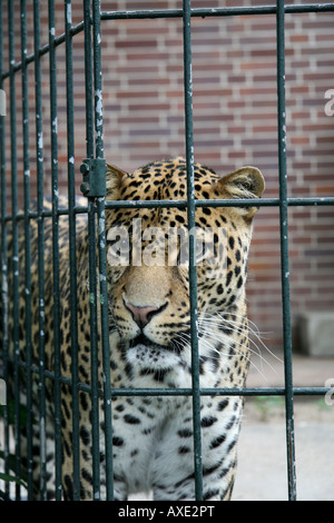 Ein Java-Leopard in seinem Käfig im Zoo Berlin, Deutschland. Stockfoto