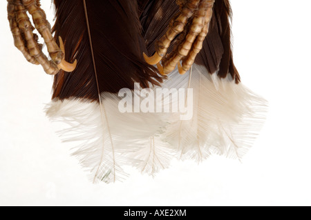 Extinct Vogel, Heteralocha Acutirostris, Huia, Yale Peabody Museum Sammlung YPM 14730 Stockfoto