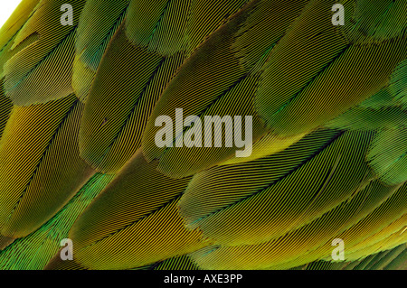 Ausgestorbener Vogel, Conuropsis Carolinensis, Carolina Parakeet, Yale Peabody Museum Sammlung Stockfoto