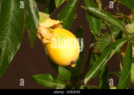 Reife Frucht, blau oder gemeinsame Leidenschaft Blume Passiflora caerulea Stockfoto