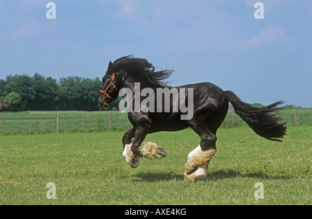 Shire Horse - im Galopp auf der Wiese Stockfoto