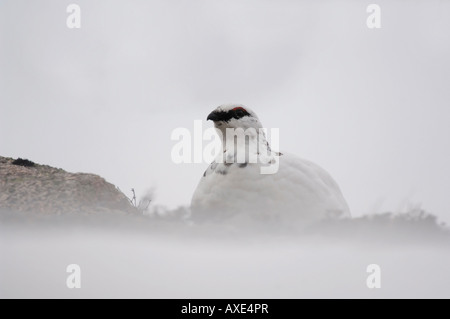 Schneehühner Lagopus Mutus Männchen im Winterkleid Schottland Februar Stockfoto