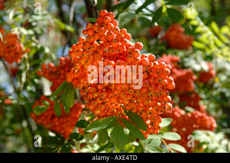 Reife Früchte von Sorbus Aucuparia, Rowan, Eberesche Stockfoto