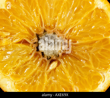 Grauschimmel Botrytis Cinerea Infektion in den Mittelpunkt einer gespeicherten orange Frucht