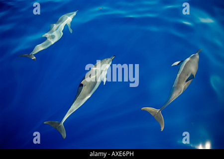 Lange snouted Spinner-Delfine Bogen Reiten Stenella Longirostris aus Kona Coast Big Island Hawaii Pazifik Stockfoto