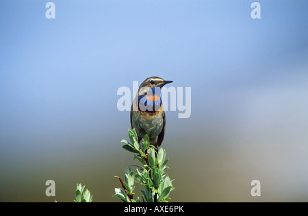 Blaukehlchen (männlich) am Zweig / Cyanosylvia Svecica Stockfoto