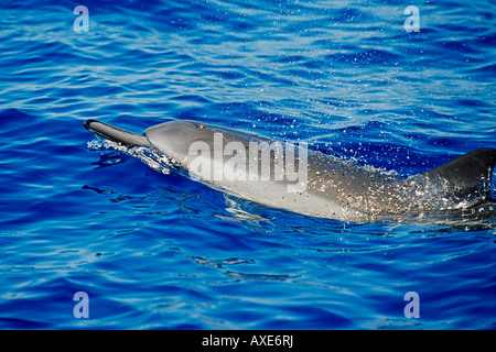 lange snouted Spinner-Delphin spritzenden Stenella Longirostris Kona Big Island Hawaii Pacific Ocean Stockfoto