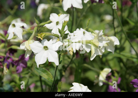 Tabakblume, Nicotiana sylvestris Stockfoto