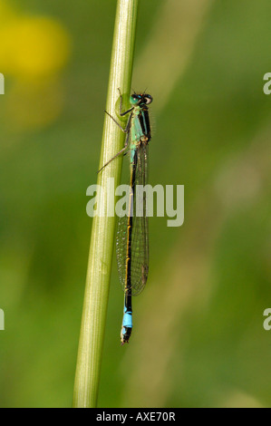 Blaue tailed Damselfly Ischnura Elegans ruht auf dem Rasen stammen Herts Mai 2007 Stockfoto