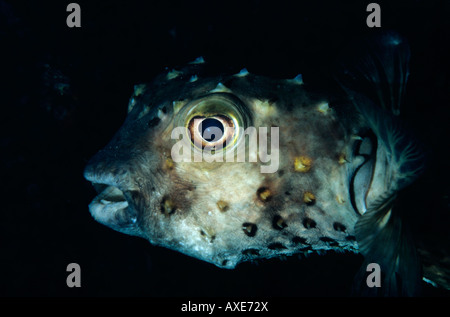 Ägypten Rotes Meer Shab gotta Wadi Gamel Porträt eine sommersprossige Porcupine fish Stockfoto