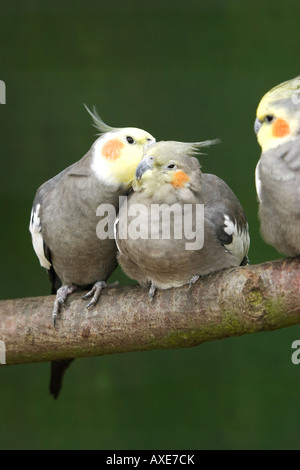 kleinen sauber Vögel in einer Reihe Stockfoto