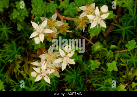 Englische Fetthenne Sedum Anglicum wachsen auf bemoosten Felsen Devon Juli 2007 Stockfoto