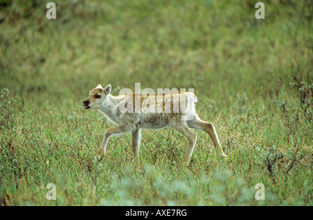 Rentier - Kalb auf Wiese / Rangifer Tarandus Stockfoto