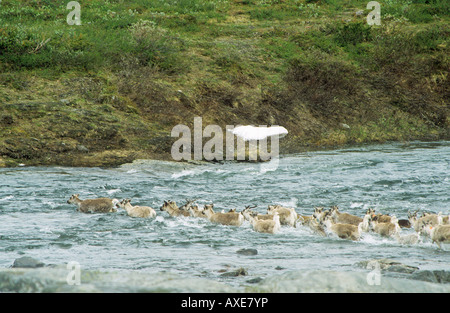 Rentiere Fluss / Rangifer Tarandus Stockfoto