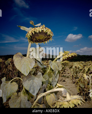 Sonnenblumen auf dem Feld Stockfoto