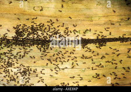 Rote Holzante (Formica rufa). Viele Ameisen auf Awood Stockfoto