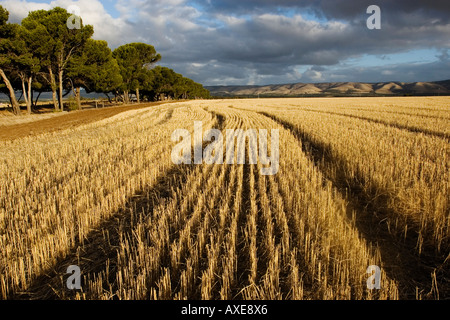 Australien, South Australia, McLaren Vale, Heu-Feld Stockfoto