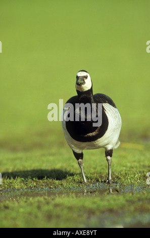 Barnacle Goose - stehend auf Wiese / Branta Leucopsis Stockfoto