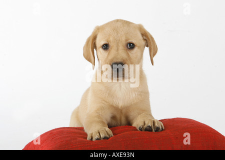 Labrador Retriever Welpen - liegend auf Kissen Stockfoto