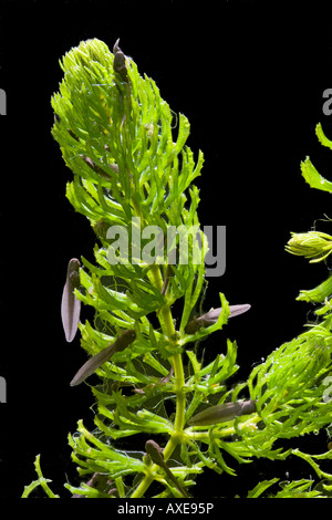 Kaulquappen Rana Temporaria Grasfrosch 9 Tage alt 0 5 X 35mm schwarzen Hintergrund Stockfoto