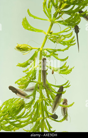 Kaulquappen Rana Temporaria Grasfrosch 9 Tage alt 0 5 X 35mm grün Hintergrund Stockfoto