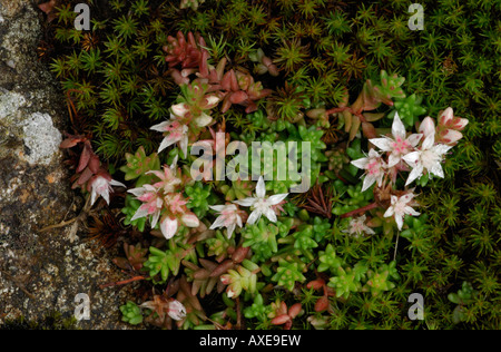 Englische Fetthenne Sedum Anglicum wachsen auf bemoosten Felsen in der Nähe von Felsen Devon August 2007 Stockfoto