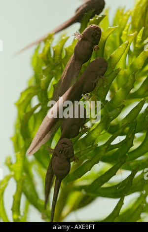 Kaulquappen Rana Temporaria Grasfrosch 9 Tage alt 2 X 35mm grün Hintergrund Stockfoto